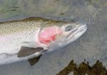 Fish Fish Trout Salmon Bass