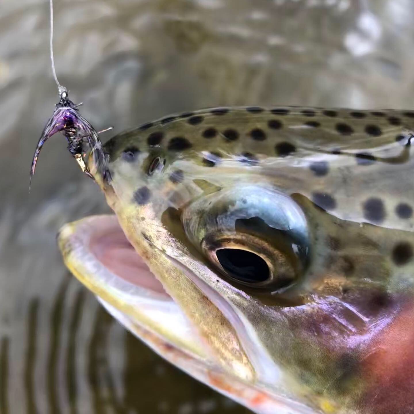 How to swing flies for trout?